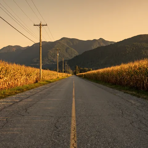 Country road through ripe corn at golden hour